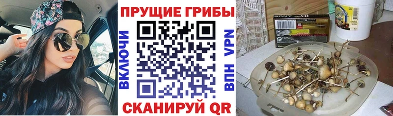 Псилоцибиновые грибы Psilocybe  Купить закладки  Себеж 